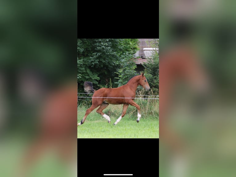 Freiberger Stallion 1 year 16 hh Brown in Vilshofen