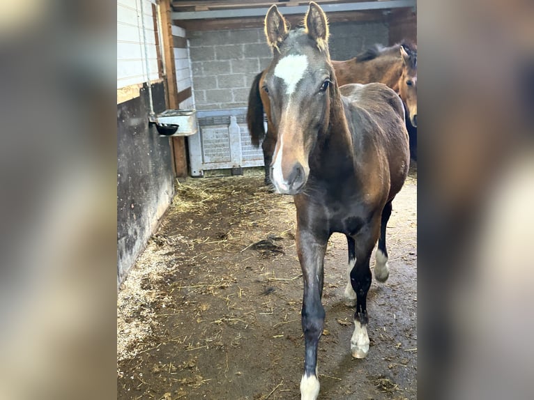 Freiberger Stallion 1 year Bay-Dark in Oostmalle