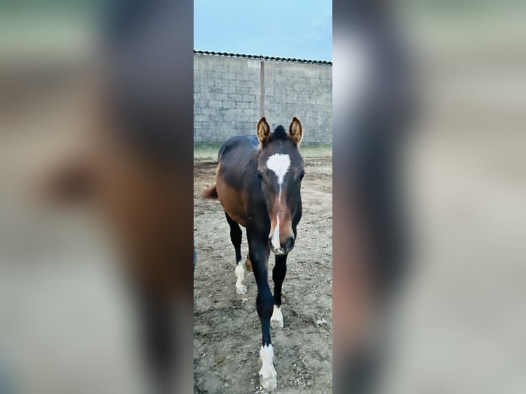 Freiberger Stallion 1 year Bay-Dark in Oostmalle
