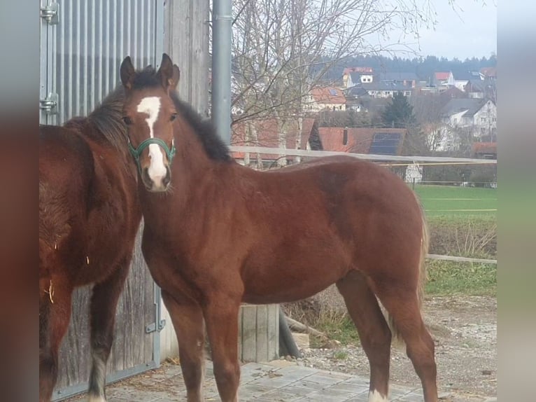 Freiberger Stallion 1 year Brown in Wald-Sentenhart