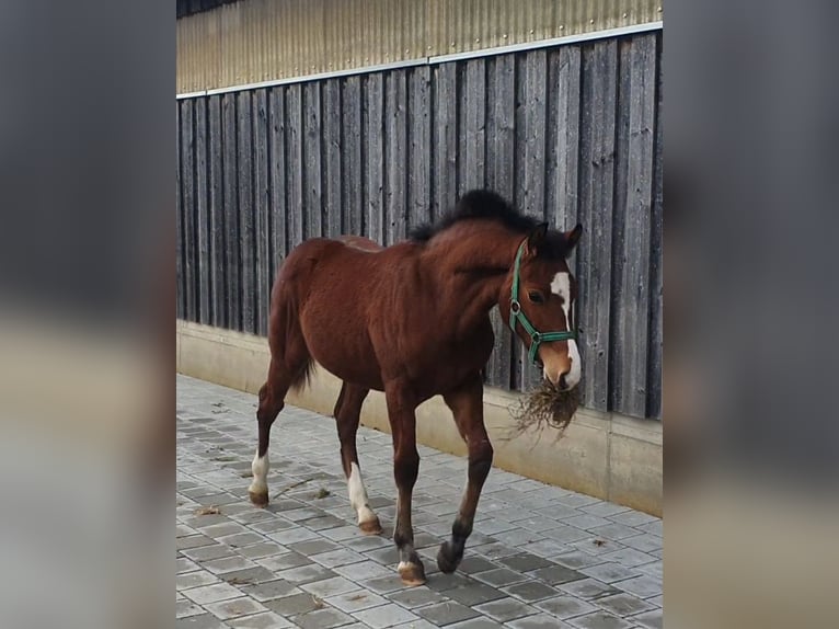 Freiberger Stallion 1 year Brown in Wald-Sentenhart