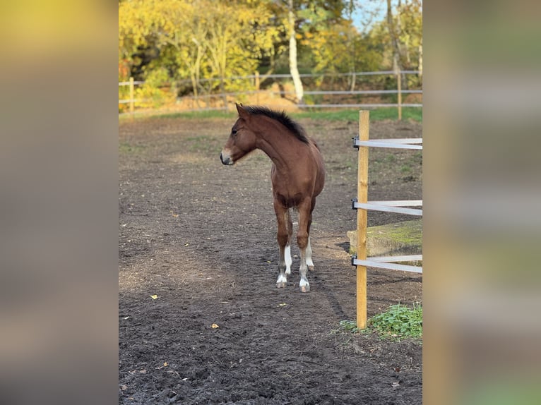 Freiberger Stallion 1 year Brown in Stoetze
