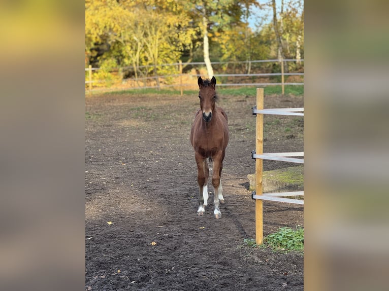 Freiberger Stallion 1 year Brown in Stoetze