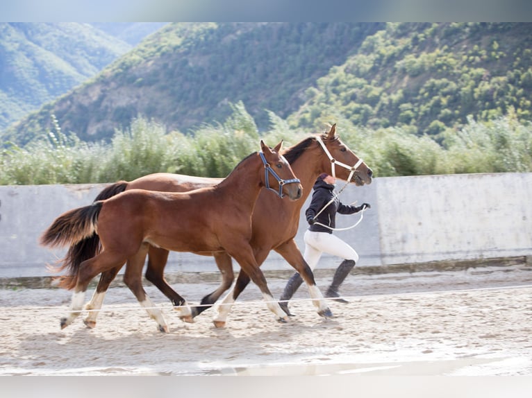 Freiberger Stallion 1 year Brown in Visp