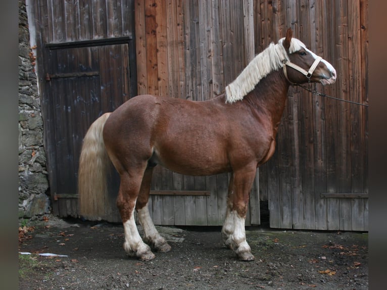 Freiberger Stallion 1 year Chestnut-Red in Breitenbrunn/Erzgebirge