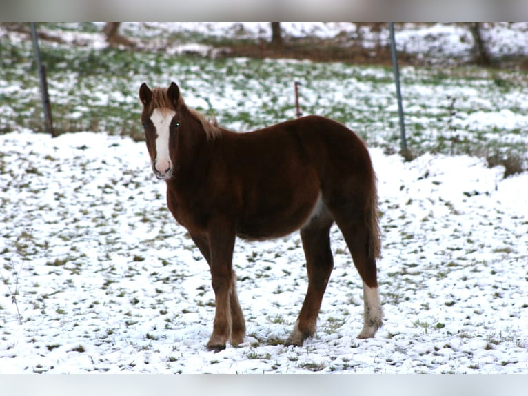Freiberger Stallion 1 year Chestnut-Red in Breitenbrunn/Erzgebirge