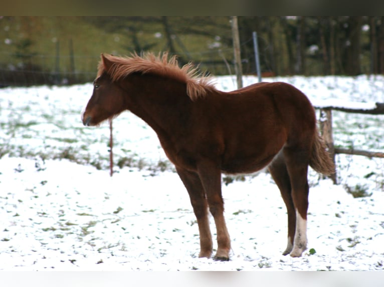 Freiberger Stallion 1 year Chestnut-Red in Breitenbrunn/Erzgebirge