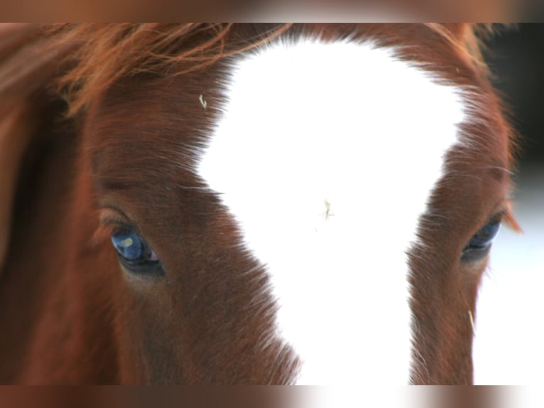 Freiberger Stallion 1 year Chestnut-Red in Breitenbrunn/Erzgebirge