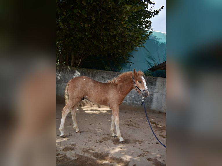 Freiberger Stallion 1 year Chestnut-Red in Affoltern