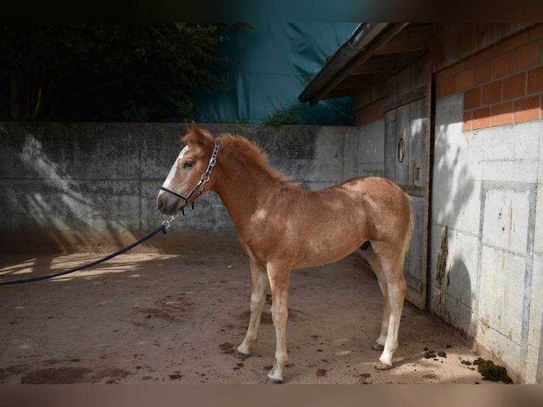 Freiberger Stallion 1 year Chestnut-Red in Affoltern