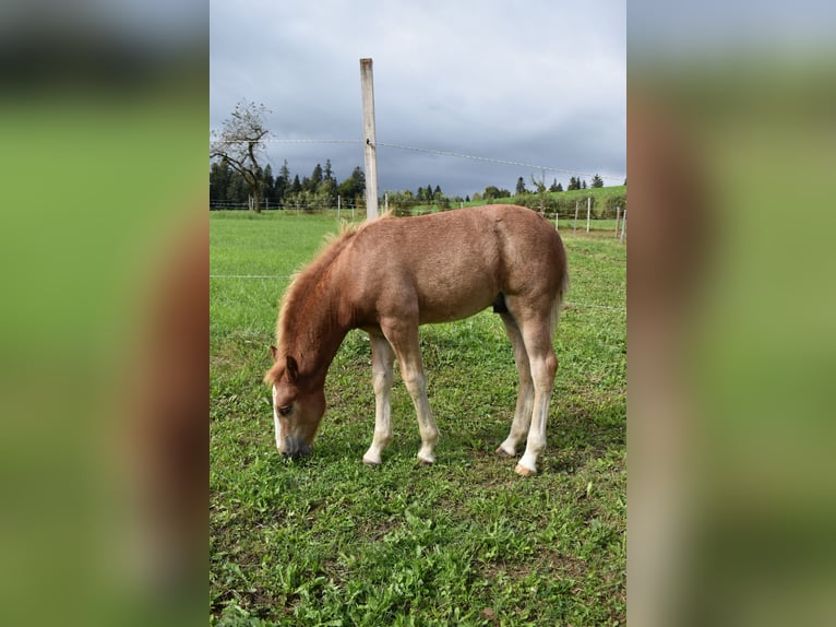 Freiberger Stallion 1 year Chestnut-Red in Affoltern