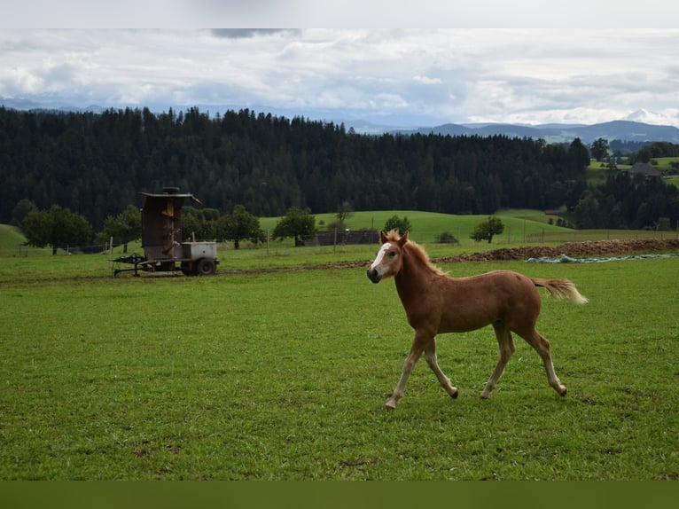 Freiberger Stallion 1 year Chestnut-Red in Affoltern