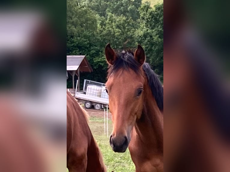 Freiberger Stallion 1 year in Wildenfels