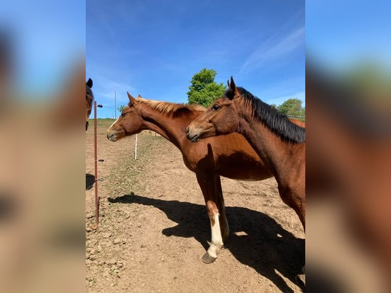 Freiberger Stallion 1 year in Wildenfels