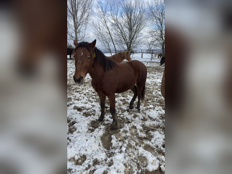 Freiberger Mix Stallion 2 years 13,1 hh Chestnut-Red in Landerswil