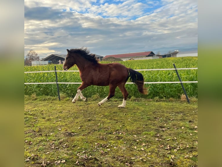 Freiberger Stallion 2 years 14,2 hh Brown in Pöchlarn