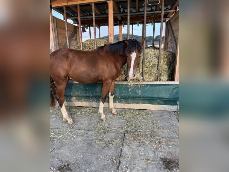 Freiberger Stallion 2 years 14,2 hh Brown in Pöchlarn