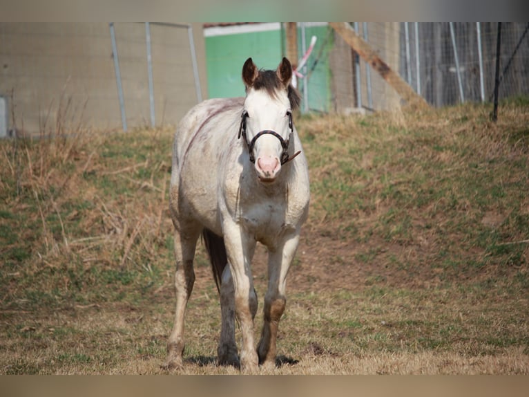 Freiberger Mix Stallion 2 years 15,1 hh White in Petersberg