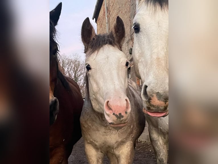 Freiberger Mix Stallion 2 years 15,1 hh White in Petersberg