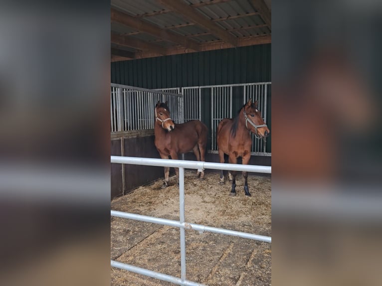 Freiberger Stallion 2 years 15.2 hh Brown in Olst