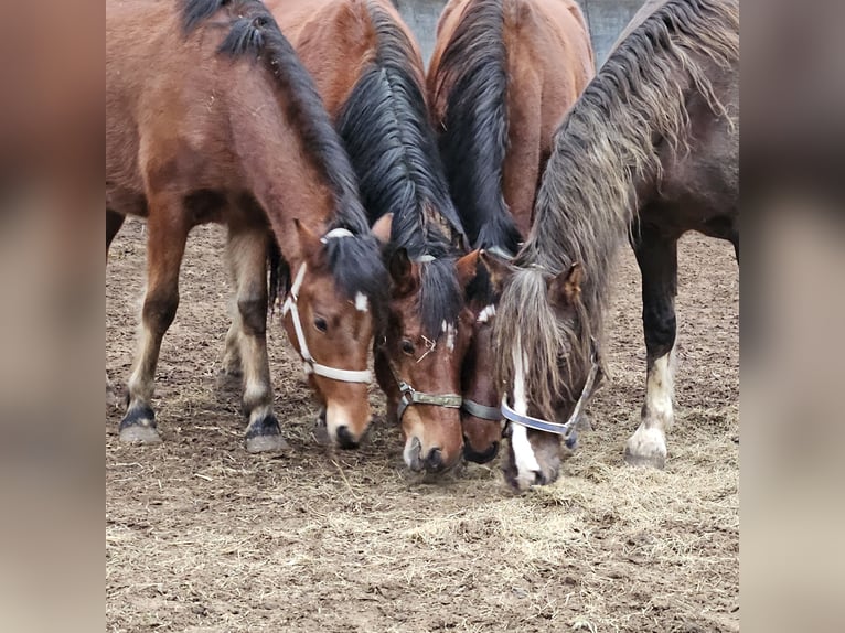 Freiberger Stallion 2 years 15.2 hh Brown in Olst
