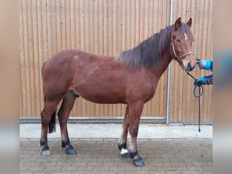 Freiberger Stallion 2 years 15,2 hh Brown in Langenau