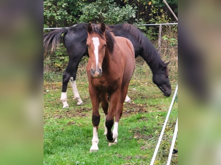 Freiberger Stallion 2 years 15,1 hh Brown-Light in Kronach