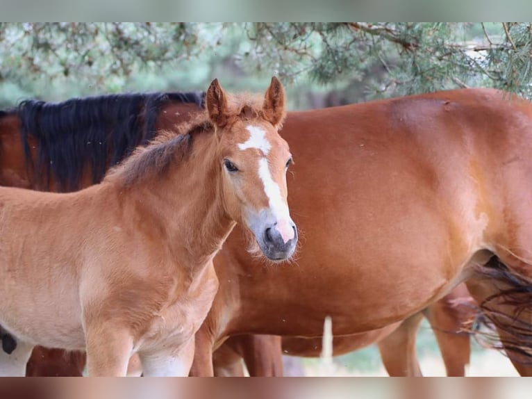 Freiberger Stallion 2 years 15,1 hh Brown in Barenburg
