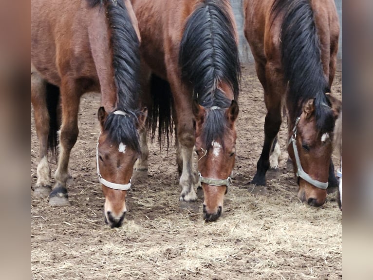 Freiberger Stallion 2 years 15,2 hh Brown in Olst
