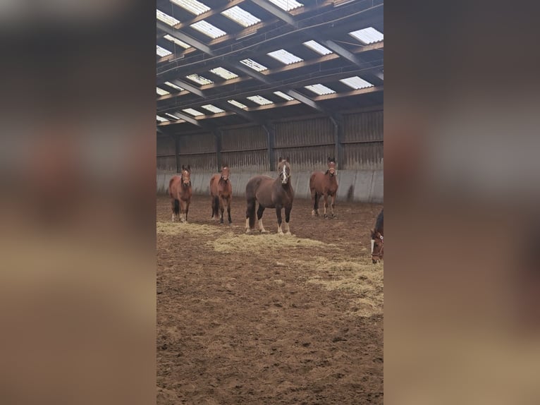 Freiberger Stallion 2 years 15,2 hh Brown in Olst