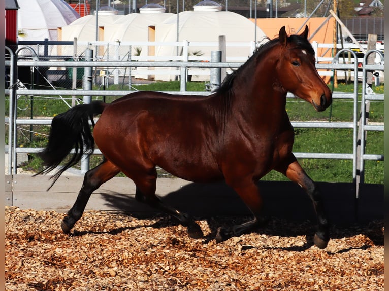 Freiberger Stallion 4 years 14,3 hh Brown in Balsthal
