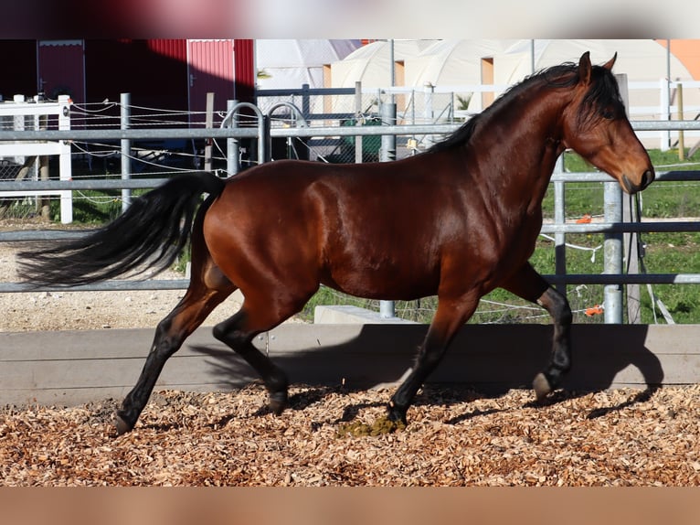 Freiberger Stallion 4 years 14,3 hh Brown in Balsthal
