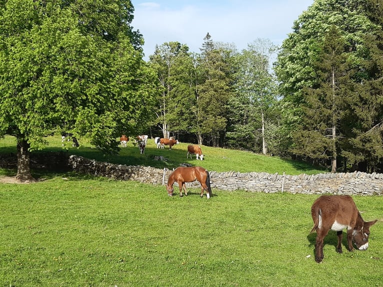 Freiberger Stallion 6 years 15,1 hh Brown in Mont-Crosin