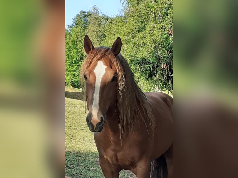 Freiberger Stallion 8 years 15,1 hh Chestnut-Red in Zeihen