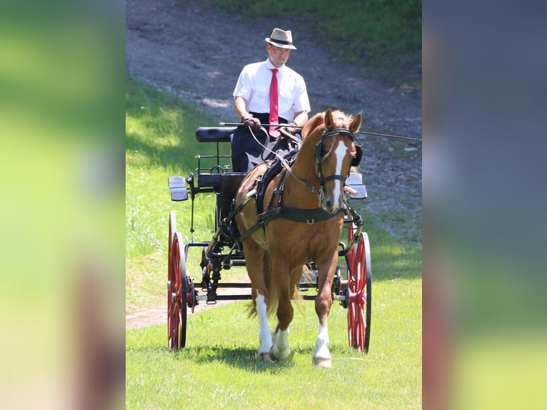 Freiberger Stallion 8 years 15,1 hh Chestnut-Red in Zeihen