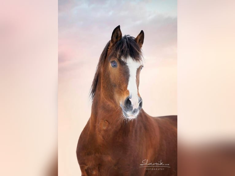 Freiberger Stallion Brown in Pöchlarn