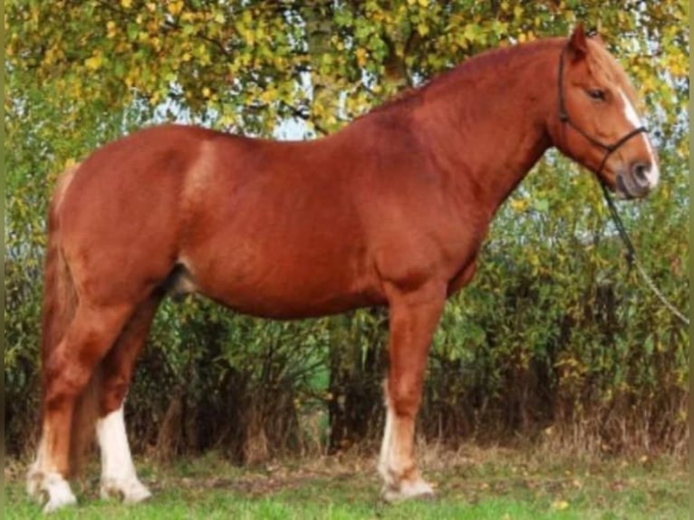 Freiberger Stallion Chestnut-Red in Bad Liebenstein