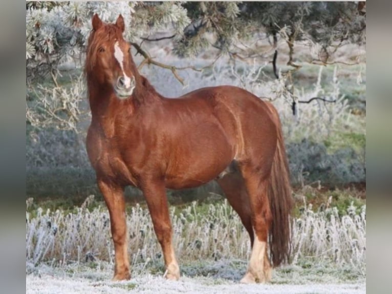 Freiberger Stallion Chestnut-Red in Bad Liebenstein