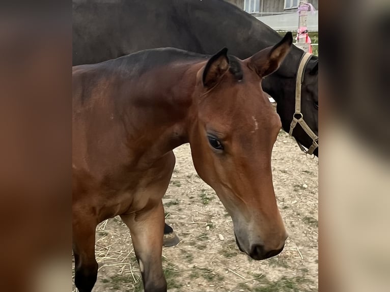 Freiberger Stallion Foal (03/2026) 15.1 hh Bay-Dark in Sumiswald