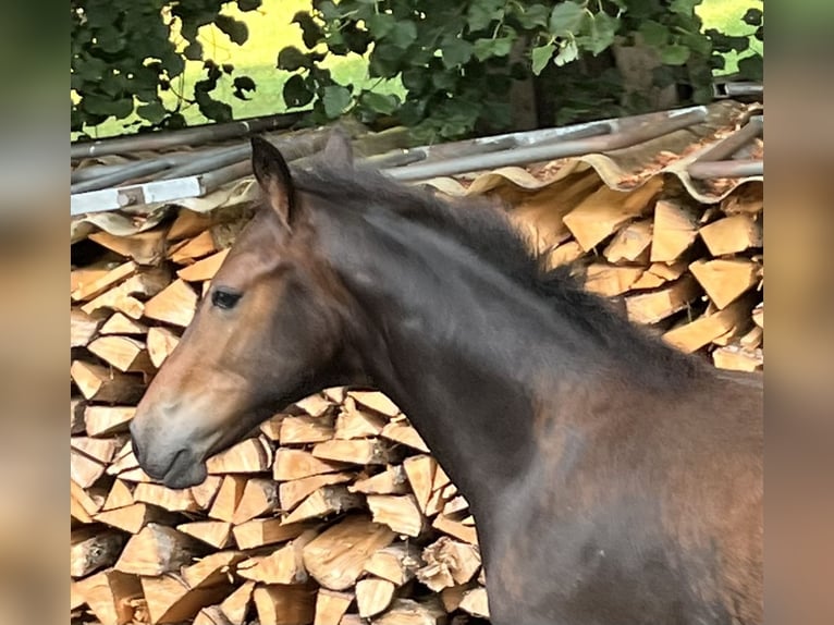 Freiberger Stallion Foal (03/2026) 15.1 hh Bay-Dark in Sumiswald