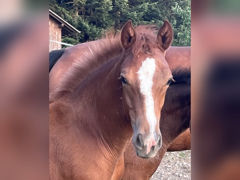 Freiberger Stallion Foal (03/2026) 15.1 hh Bay-Dark in Sumiswald