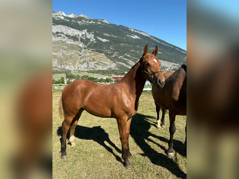 Freiberger Stallion Foal (03/2026) 15.1 hh Brown in Chur