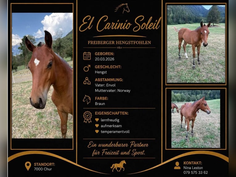 Freiberger Stallion Foal (03/2026) 15.1 hh Brown in Chur