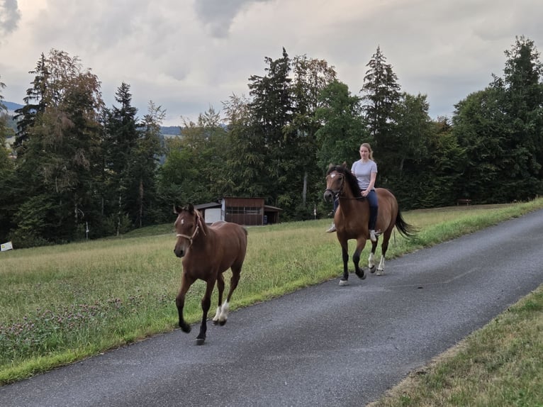Freiberger Stallion Foal (04/2026) 15.2 hh Brown in Homberg b. Thun
