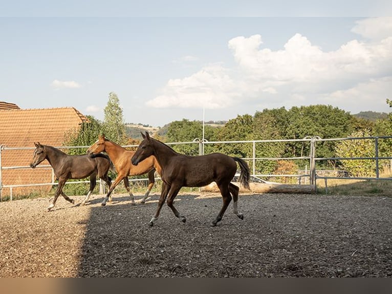 Freiberger Stallion Foal (03/2026) 15.2 hh Brown in Niedermuhlern