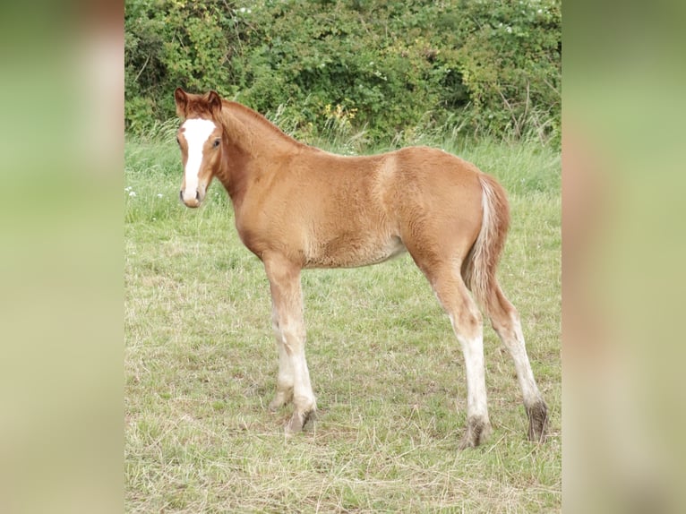 Freiberger Stallion Foal (04/2026) 15.2 hh  in Niederneisen