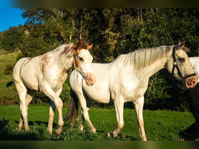 Freiberger Stallion Foal (04/2026) 15.2 hh Pinto in Mümliswil