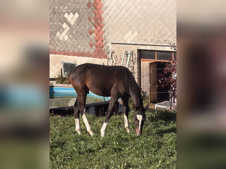 Freiberger Stallion Foal (05/2026) 15 hh Bay-Dark in Romont FR