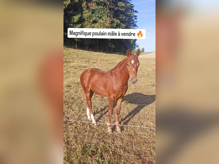 Freiberger Stallion Foal (04/2026) 15 hh Chestnut-Red in Belfaux