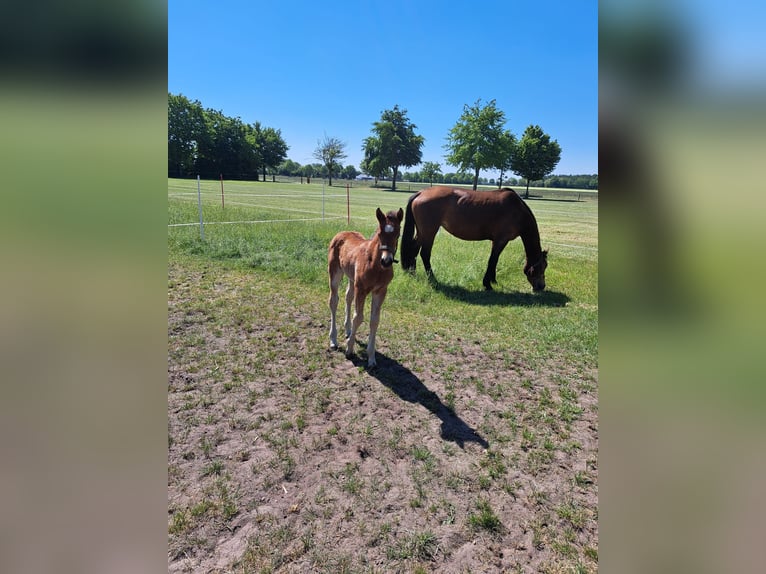 Freiberger Stallion Foal (04/2025) 15,1 hh Brown in Itterbeck